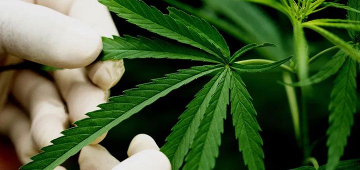 catamarca-tendra-su-primer-festival-cannabico