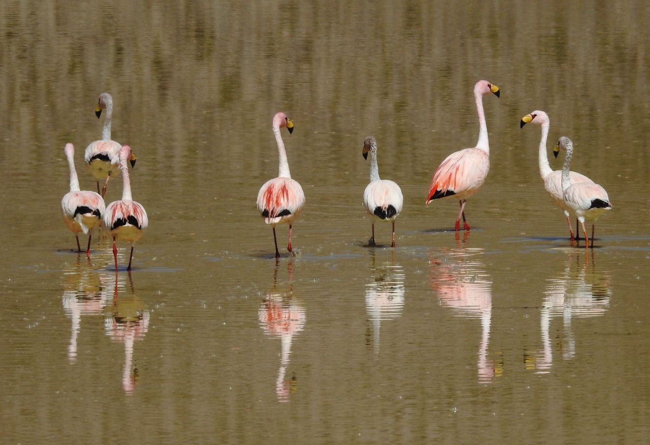 relevamiento-para-proteger-la-biodiversidad-catamarquena